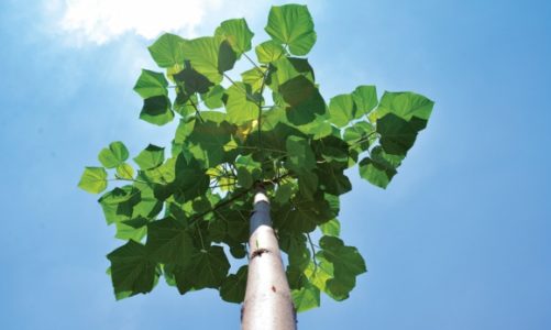 Drewno Oxytree przyszłością polskiego meblarstwa